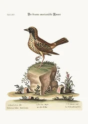 O Schomburger, 1749-73